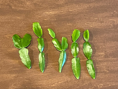 Pink Christmas Cactus Cuttings – Schlumbergera × buckleyi, 3 Unrooted Live Cuttings (No Roots)