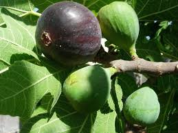 Battaglia Green Fig Cutting – Unrooted Ficus carica ‘Battaglia Green’ Propagation, 8+ Inch, 3+ Nodes