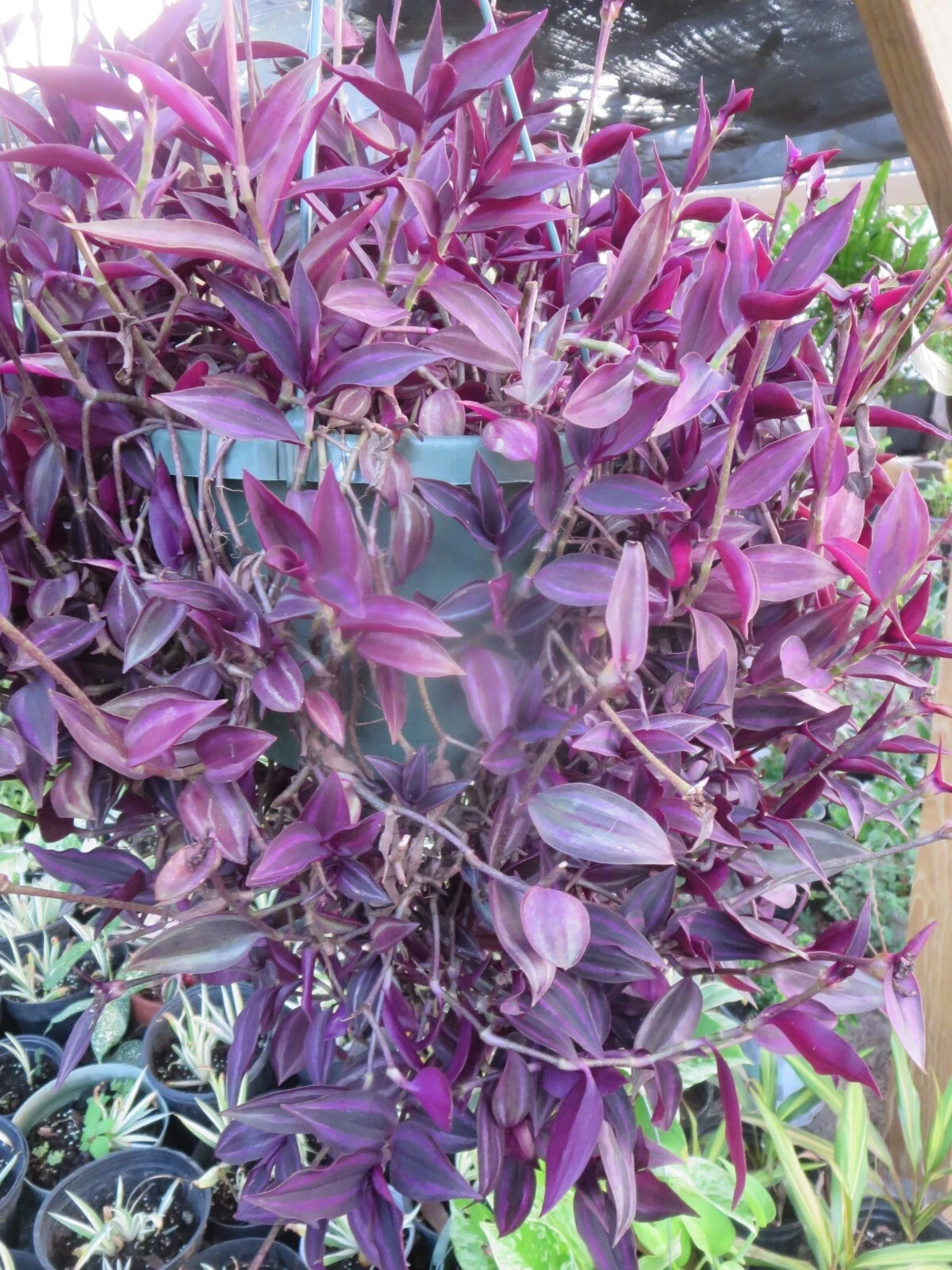 Tradescantia Zebrina Dark Burgundy Cuttings – 20 Live Unrooted Wandering Jew Houseplant Propagation Material