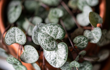 String of Hearts Unrooted Cuttings – 3 Strand Ceropegia woodii Trailing Houseplant Cuttings for Propagation