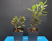 Encore Autumn Kiss Azalea Starter Plant – Well Rooted Deciduous Rhododendron, Live Flowering Shrub for Garden Planting