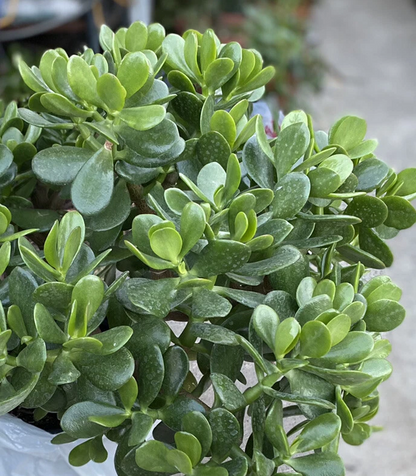 Crassula Ovata Jade Plant Cuttings – 5 Live Succulent Stems 3–5 Inches for Planting
