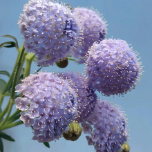 Blue Lace Flower Seeds Didiscus Sweet Scented Cut Flower Annual 50 Seeds