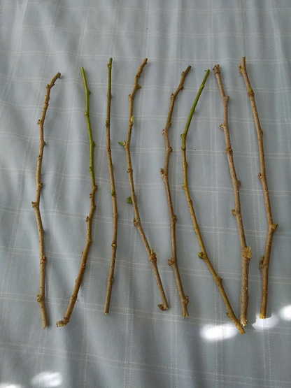 Red Mulberry Tree Cuttings – 6 Live Morus rubra Unrooted Cuttings 6–8 Inch for Propagation