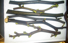 Marseilles Black Fig Tree Cuttings – 7 Live Ficus carica Hardwood Cuttings for Propagation and Planting