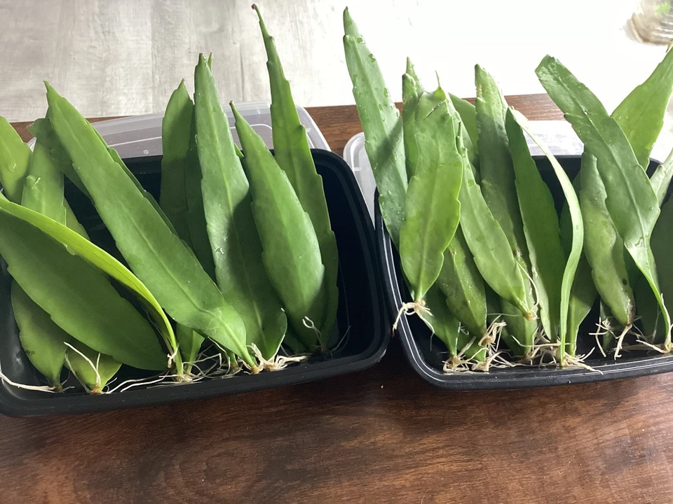 Queen of the Night Cactus Cutting – Epiphyllum oxypetalum, Unrooted 4-12 Inch Live Propagation Leaf