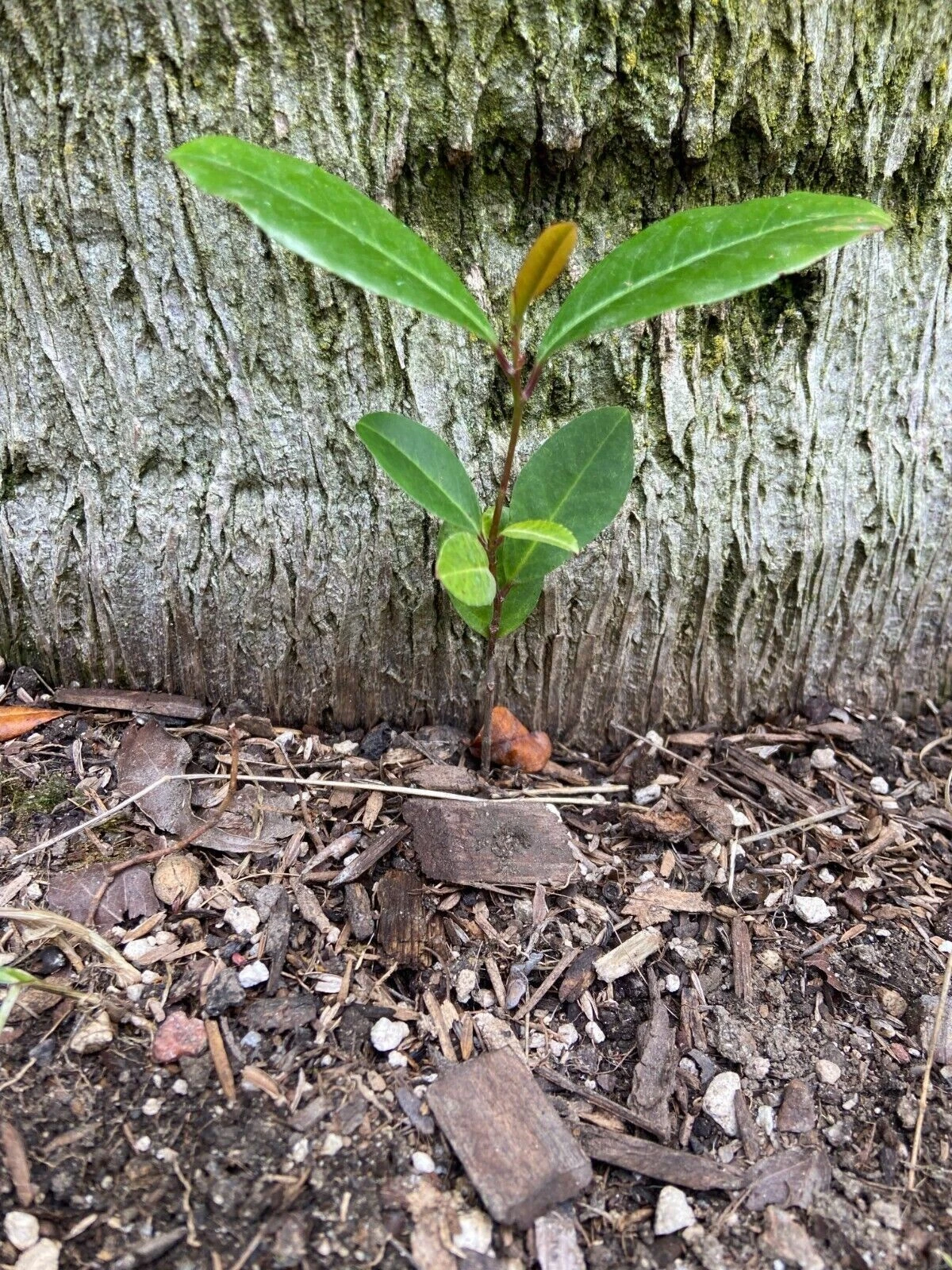 Carolina Cherry Laurel Seedlings – 5 Live Prunus caroliniana Evergreen Shrubs for Hedges & Landscape