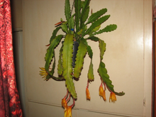 Epiphyllum ‘Frühlings Gold’ Orchid Cactus Cutting – Unrooted Epiphytic Cactus Plant