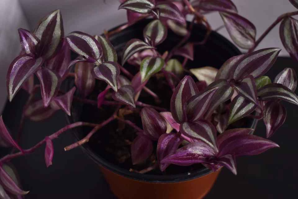 Tradescantia Zebrina Wandering Jew Houseplant Cuttings – 12 Fully Rooted Trailing Plants for Pots & Hanging Baskets