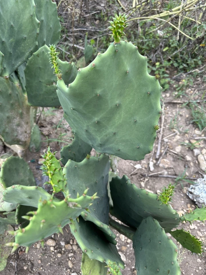 Opuntia Gomei Prickly Pear Cactus Pads Cutting, Old Mexico Opuntia Pad for Planting and Propagation