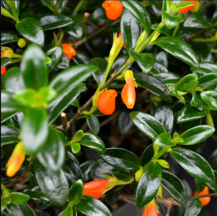 Goldfish Plant Live Potted Plant – Trailing Columnea nematanthus with Bright Orange Flowers in 4-Inch Pot