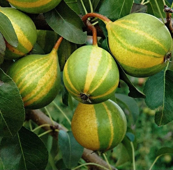 Pear Tree Cuttings – Schweizer Hosen Variety, Pyrus communis, 3 Live Grafting or Rooting Propagation Clippings