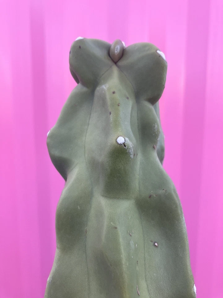 Totem Pole Cactus Cuttings 9.5-12 Inches, Monstrose Columnar Lophocereus Schottii for Rooting, Spineless Succulent Plant