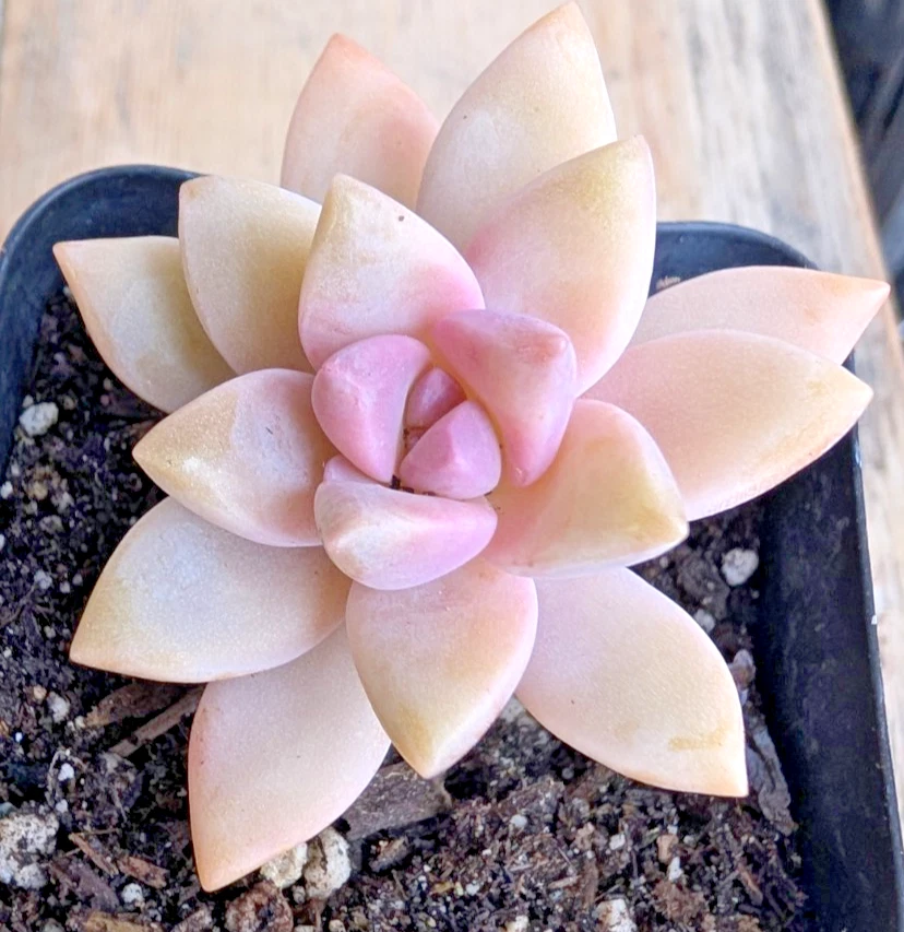 Succulent Plant 2.5 Inch Rosette Pink Gray-Green Graptopetalum paraguayense Ghost Plant