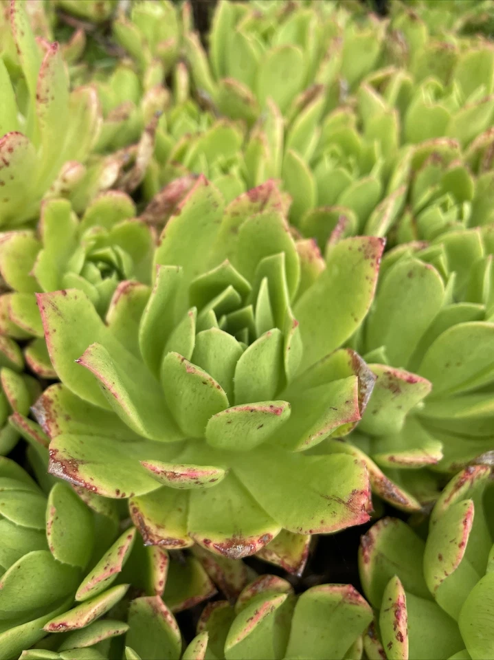Aeonium Succulent Cuttings Set of 3 | Pink-Edged Green Rosettes for Propagation | Unrooted Live Plant Stems