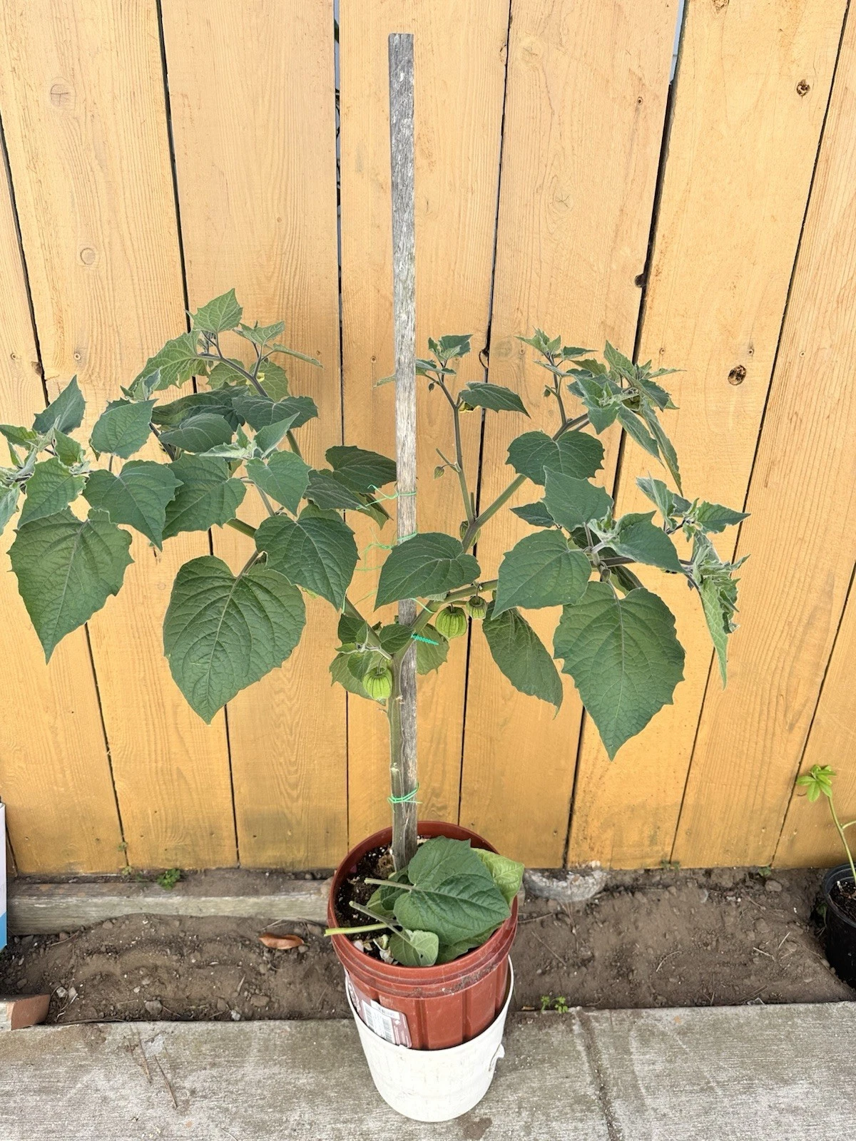 Golden Berry Cape Gooseberry Cuttings – 4 Inch Live Plants, Physalis peruviana Fruit Plant Propagation Set of 6
