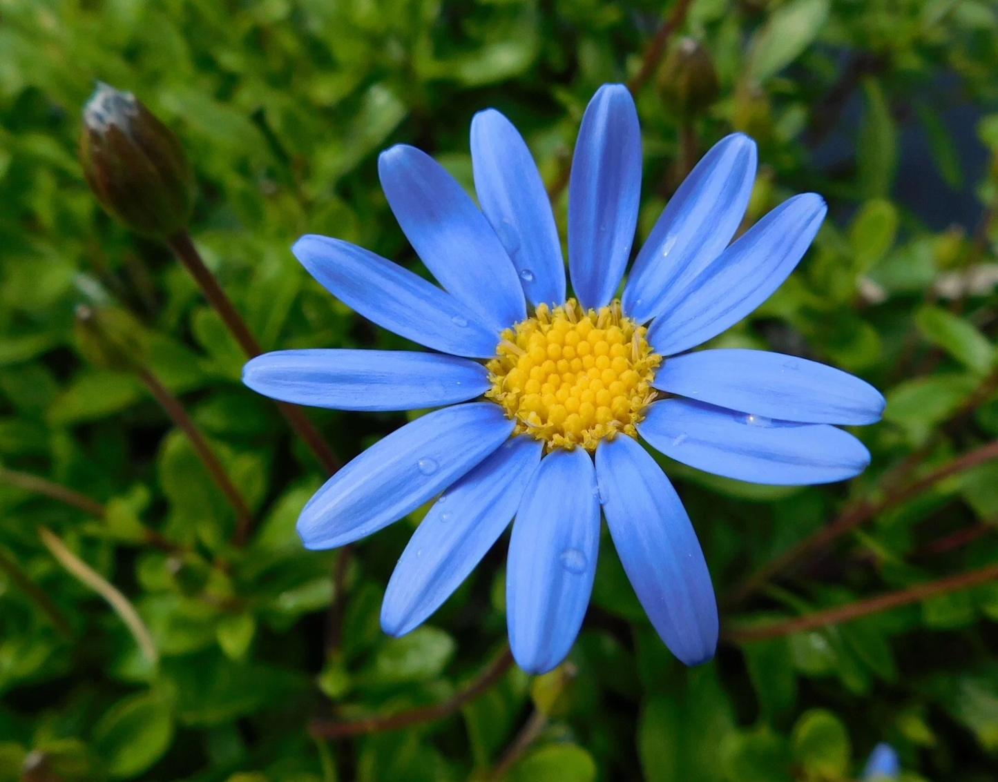 Felicia Blue Daisy Cuttings Seeds Pack | Kingfisher Felicia amelloides Flowering Ornamental Plant