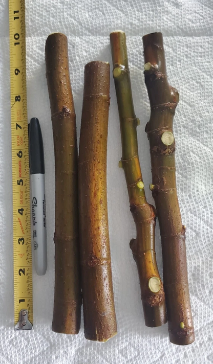 Brown Turkey Fig Unrooted Cuttings – 25 Ficus carica Cuttings, 10 Inch Long Fig Tree Cuttings for Propagation
