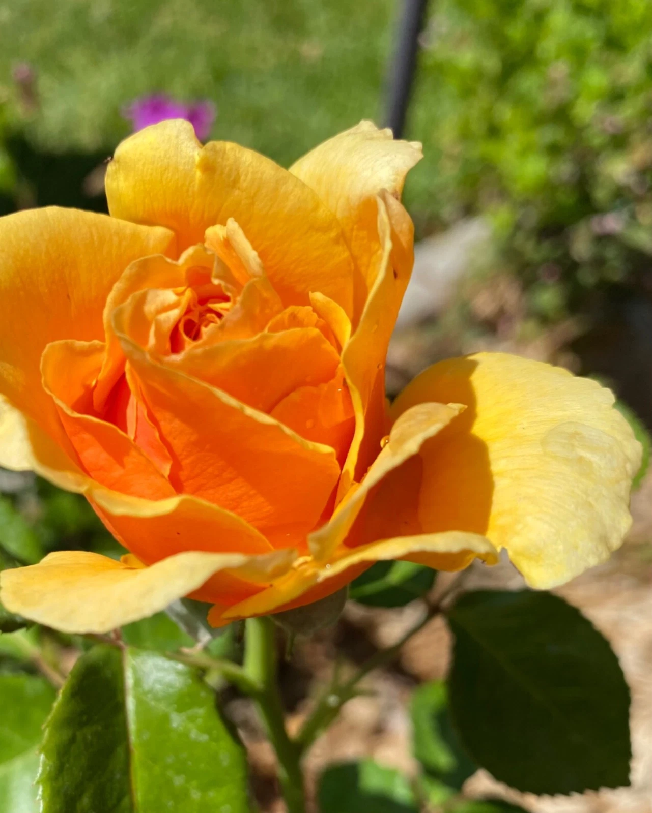 Unrooted Rose Cuttings Set of 5 Yellow Apricot Rose Rosa spp. for Grafting & Propagation