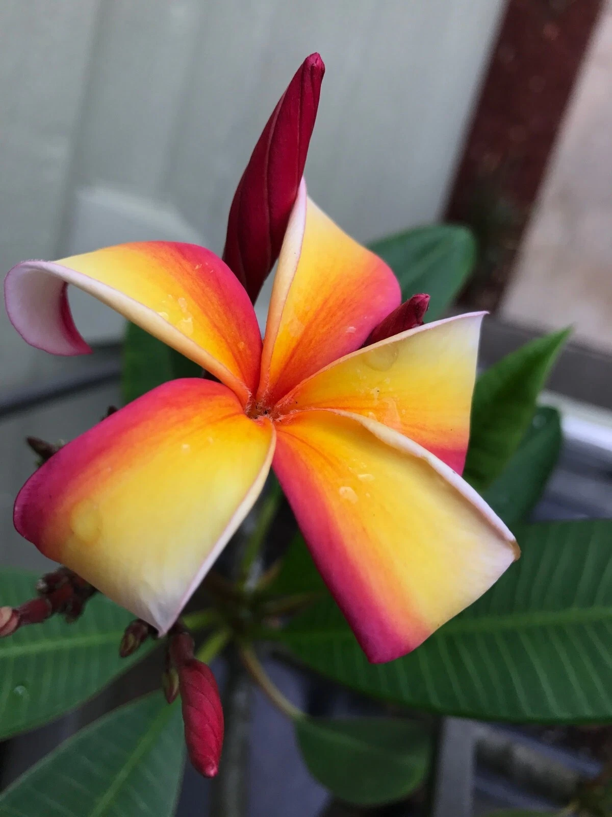 Plumeria Cutting 12 Inch Unrooted Frangipani Stem for Propagation Tropical Flowering Plant Starter