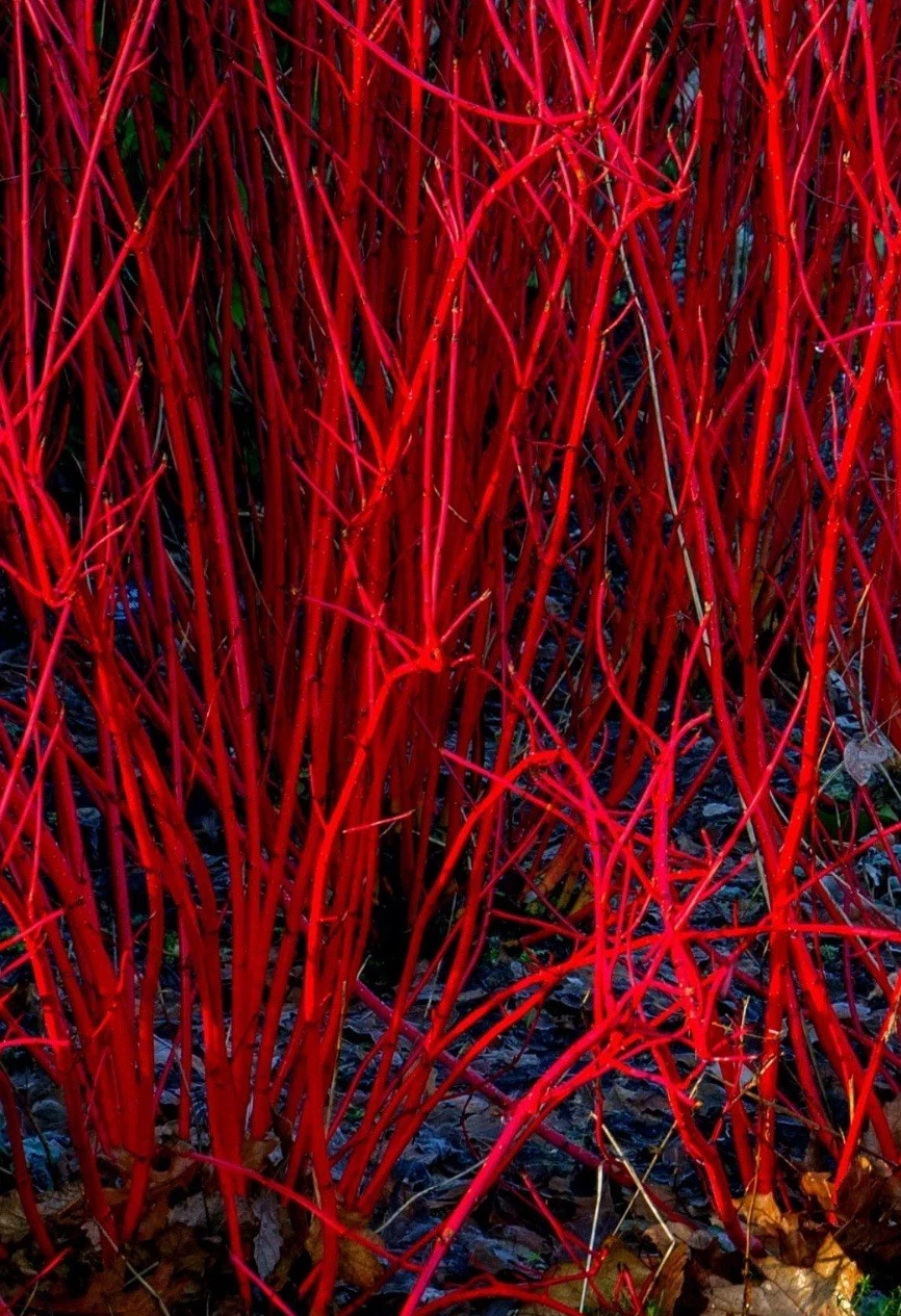 Unrooted Red Dogwood Cuttings for Planting, Bright Red Stems, Cornus spp. Shrub Propagation Material