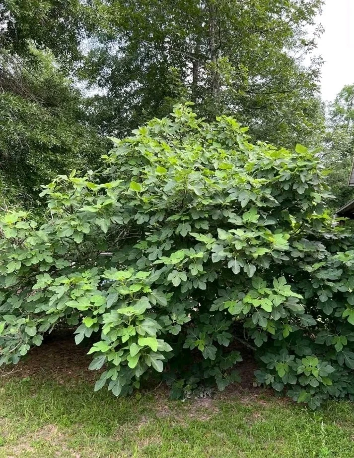 LSU Champagne Fig Cutting, Cold Hardy Ficus carica ‘LSU Champagne’, Rooting Propagation for Home Orchard