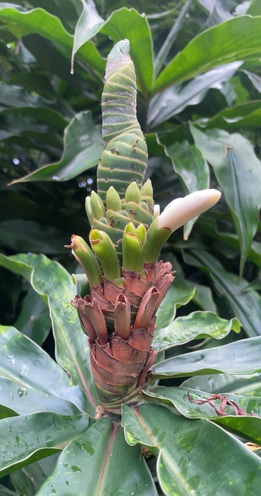 Yellow Spiral Ginger Rooted Cuttings Set of 5 | Dimerocostus strobilaceus | Hawaii Grown Tropical Ornamental Plant