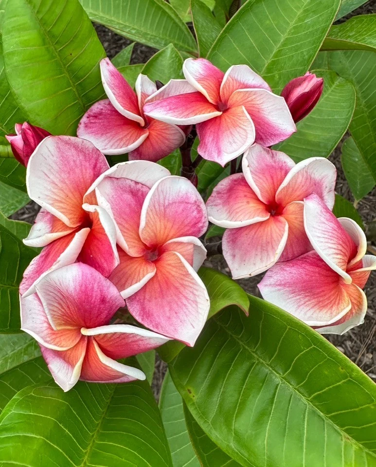 Orange Plumeria Cuttings Set of 3 – JJ Synchronicity, J-105, Kapaluha | Unrooted Tropical Frangipani Stems for Propagation