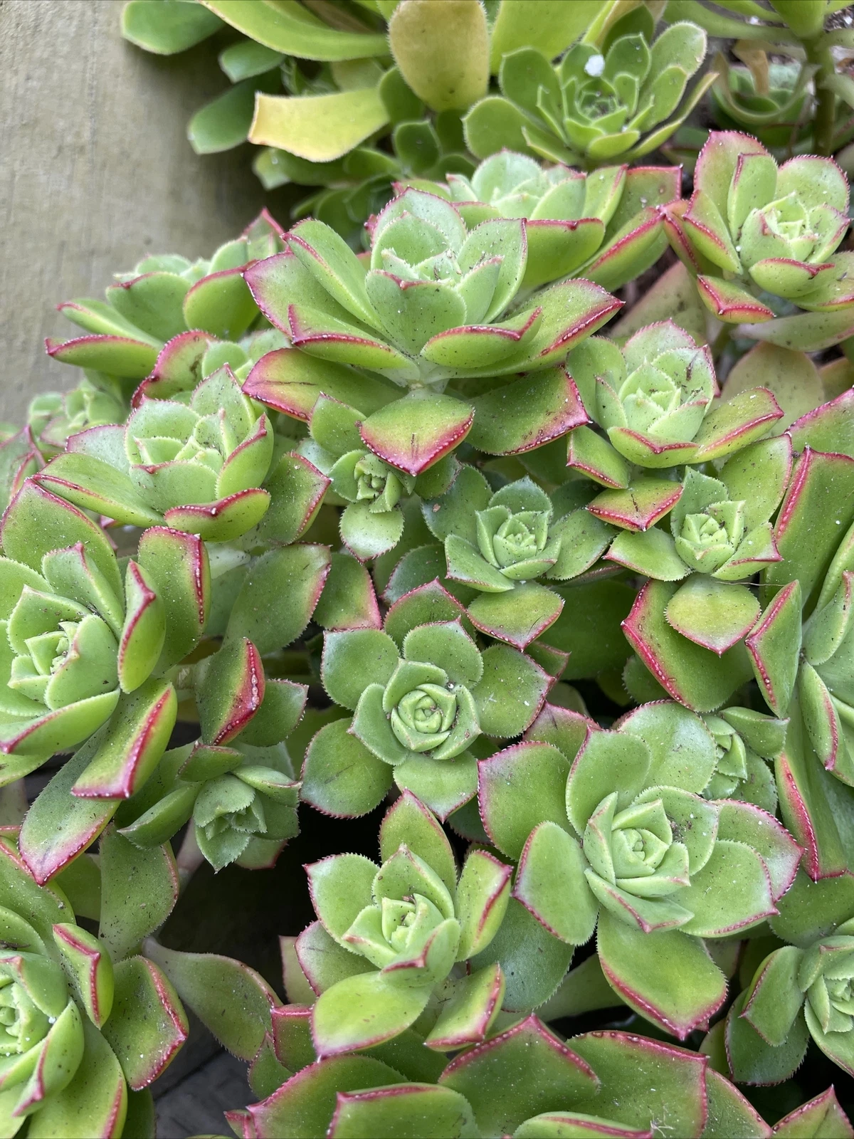 Unrooted Aeonium Pinwheel Succulent Cuttings – 5 Pack, 3-Inch Rosettes, Propagation, Aeonium arboreum, Rosette-forming, Green