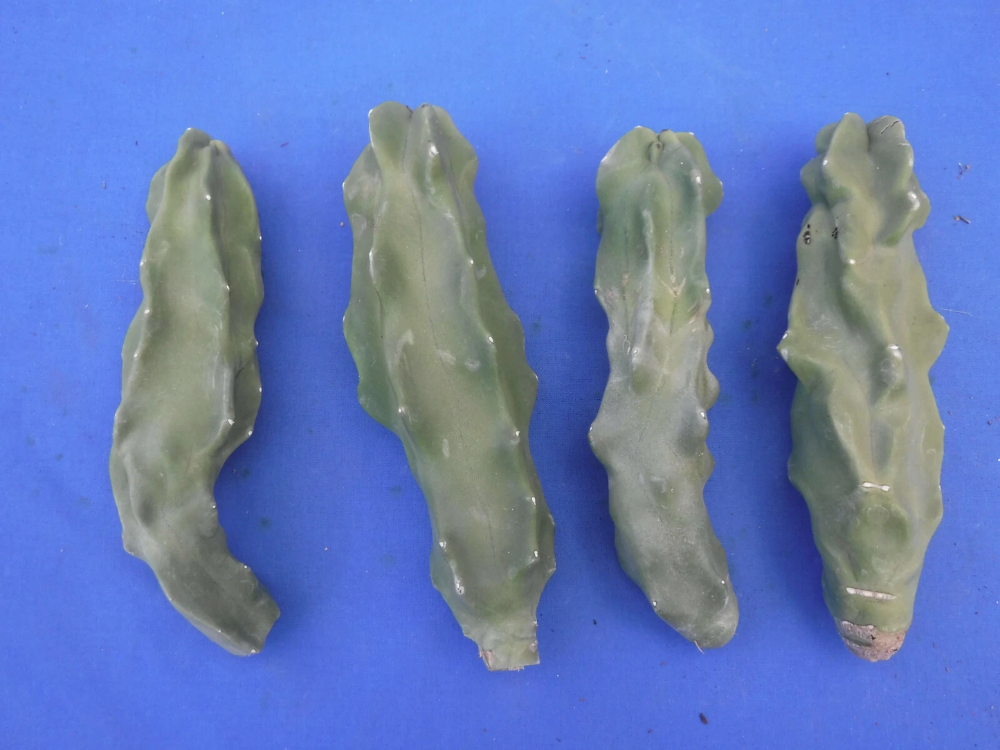 Unrooted Totem Pole Cactus Cutting 6-8 Inches, Monstrose Columnar Lophocereus Schottii, Spineless Succulent Propagation