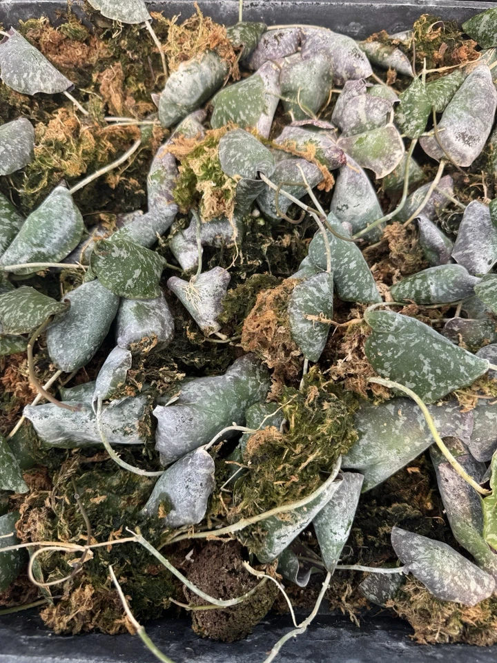 Live Hoya imbricata Plant | Shingling Climbing Epiphyte for Indoor Display & Mounting