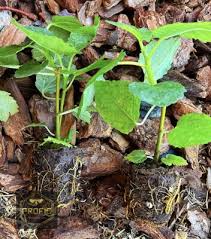 Yellow Long Neck Fig Tree Live Plant, Ficus carica, Deciduous Fruit Tree for Garden or Container Growing