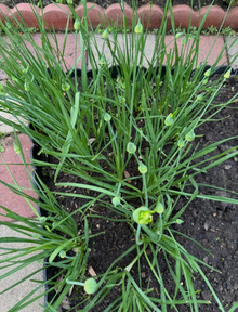 Garlic Chives Live Plants – 30+ Bare Root Perennial Starts, Organic Allium Tuberosum for Garden or Containers