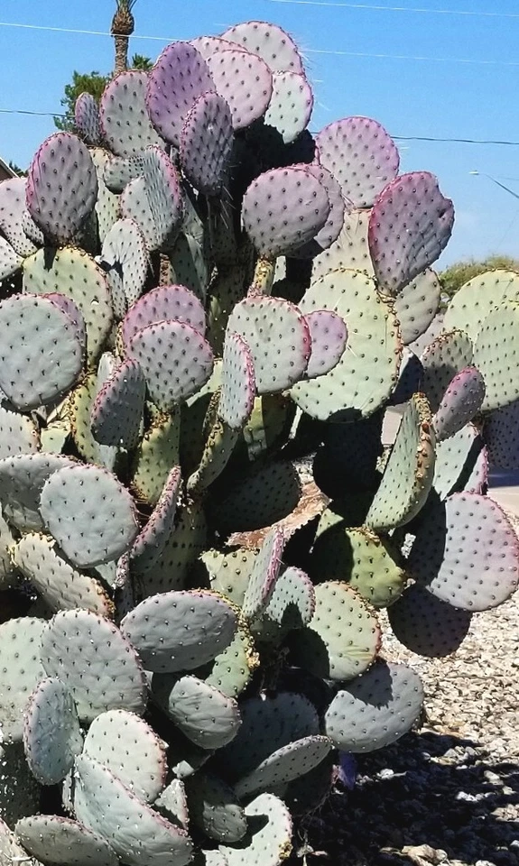 Santa Rita Purple Prickly Pear Cactus Cuttings – 3 Unrooted Pads, 5-6 Inches, Opuntia violacea, Desert Cactus for Propagation