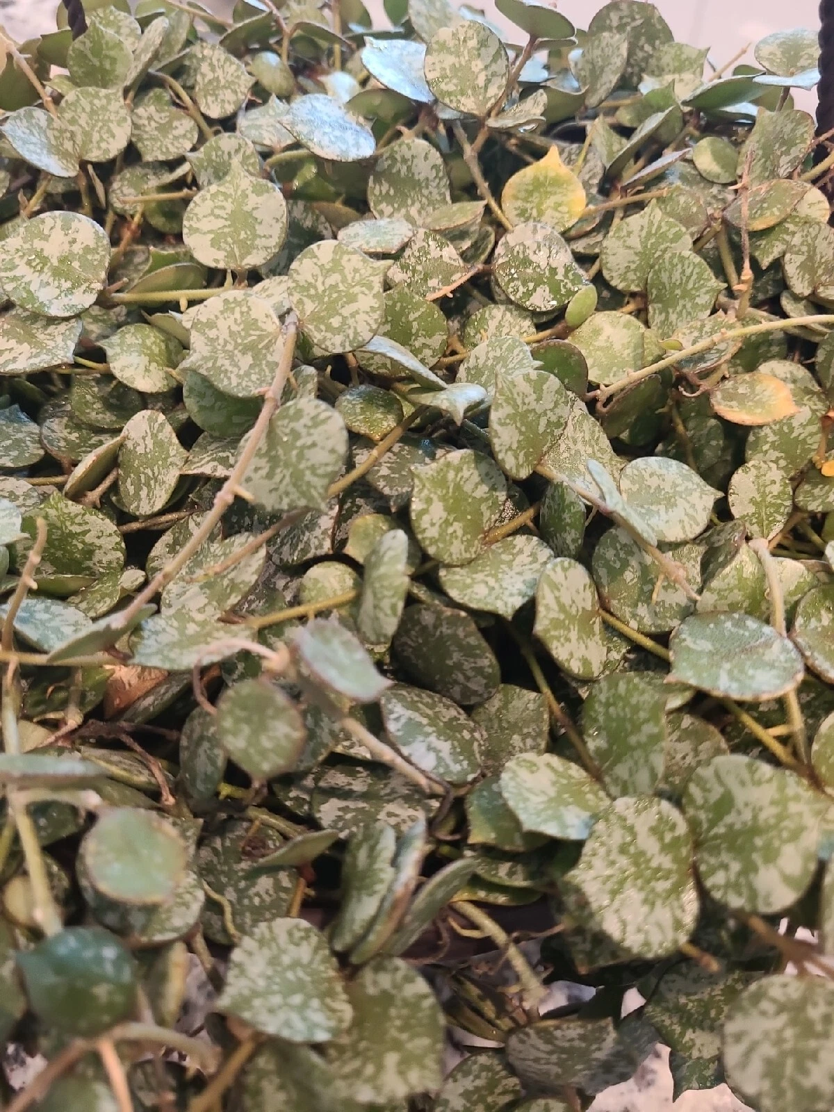 Hoya Curtisii Cutting – 6 Inch Unrooted Trailing Wax Plant Propagation Houseplant, Silver Mottled Foliage