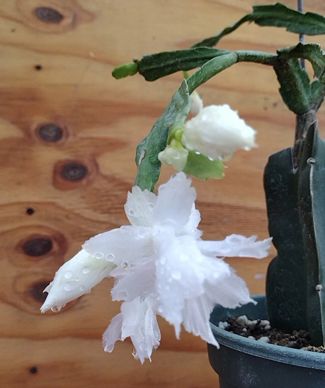 White Flamenco Thanksgiving Christmas Cactus Cuttings - Unrooted Schlumbergera Segments for Propagation, Holiday Indoor Houseplant