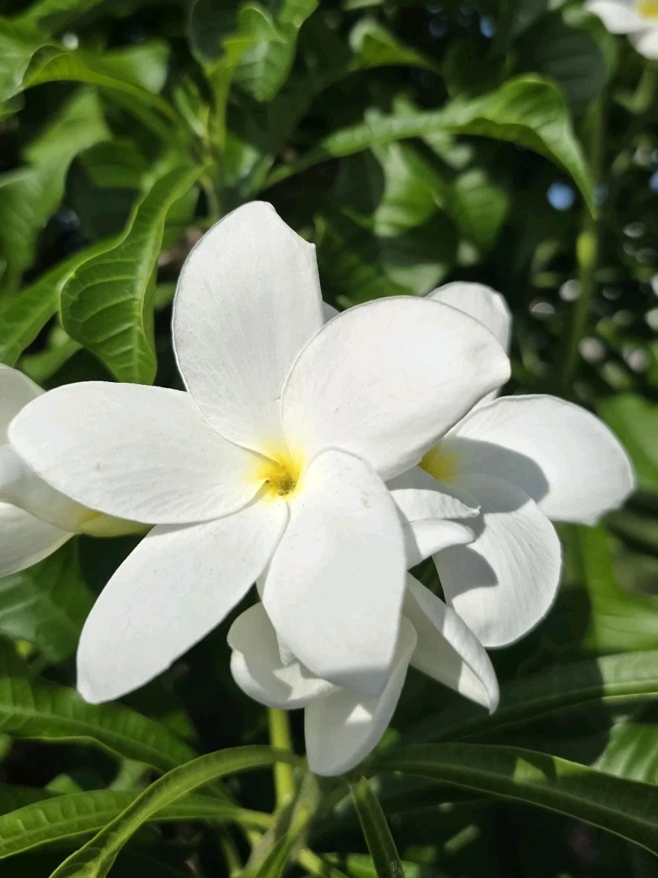 White Plumeria Cuttings – 4 Unrooted Frangipani Propagation Starter, 8–12 Inch Tropical Flowering Tree
