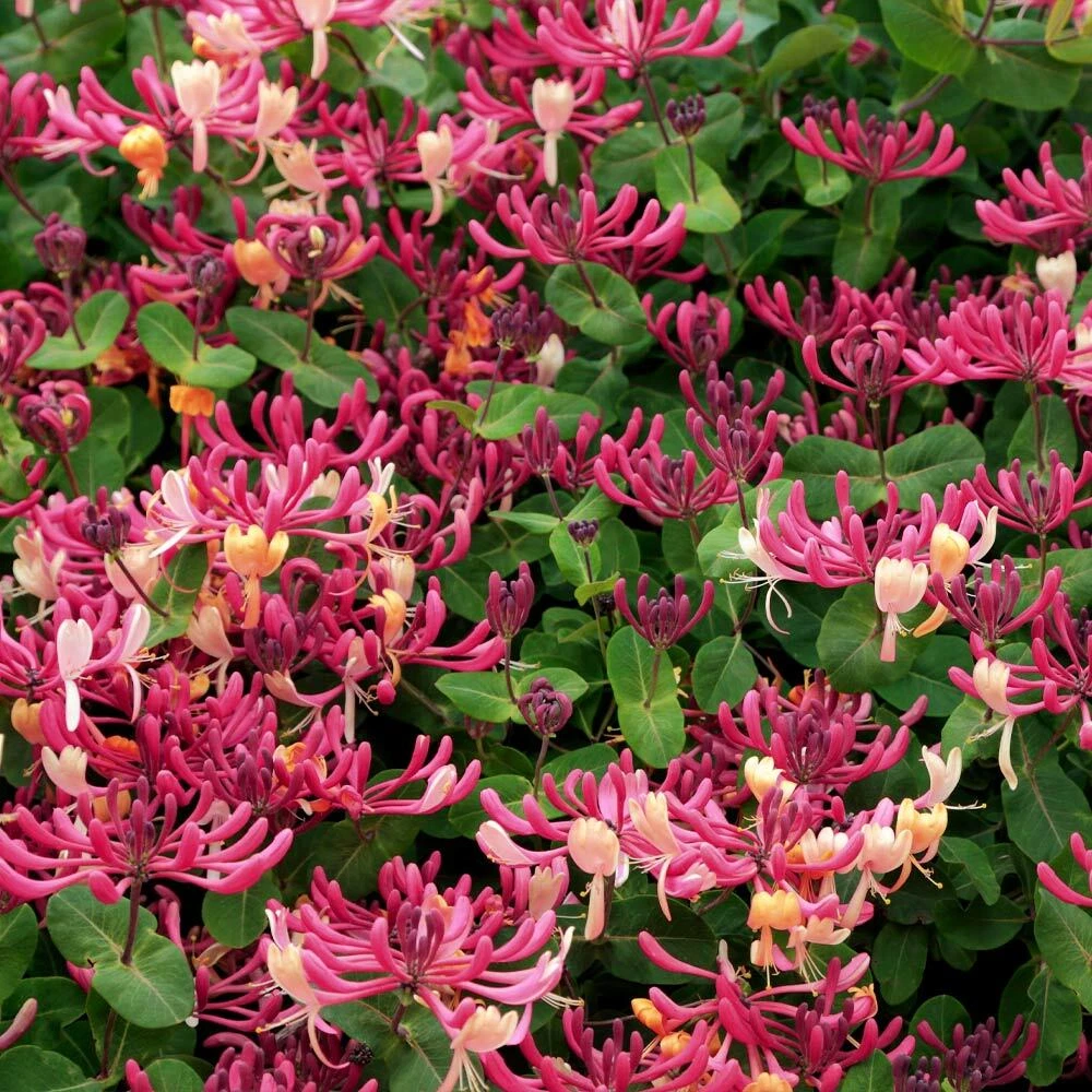 Peaches & Cream Honeysuckle Rooted Plant – Variegated Climbing Vine, Lonicera periclymenum, Garden Support, Ornamental Outdoor Plant