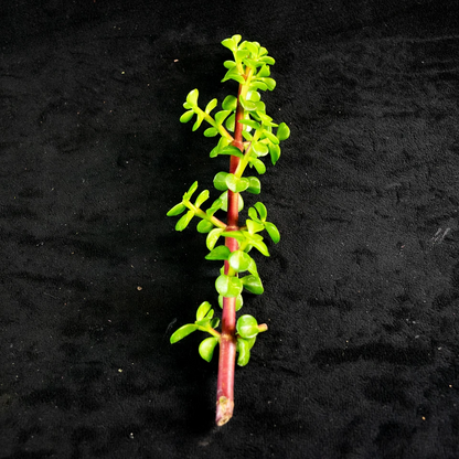 Portulacaria Afra Succulent Cuttings – 30 Elephant Bush Unrooted Cuttings for Indoor or Outdoor Container Growing