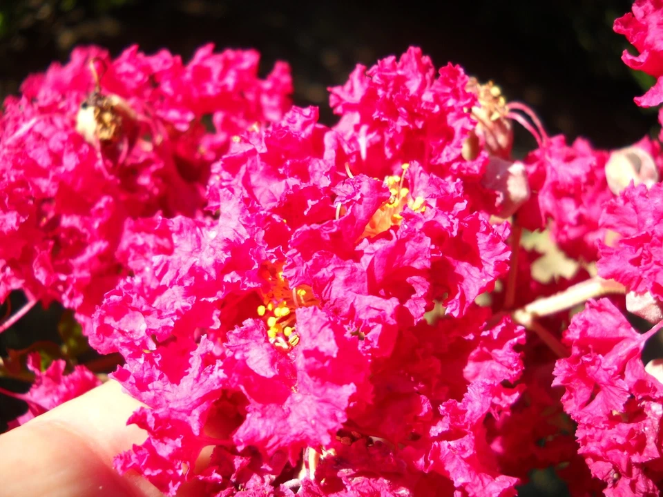 12 Unrooted Crape Myrtle Cuttings - Lagerstroemia Pink Red Raspberry Propagation Branches