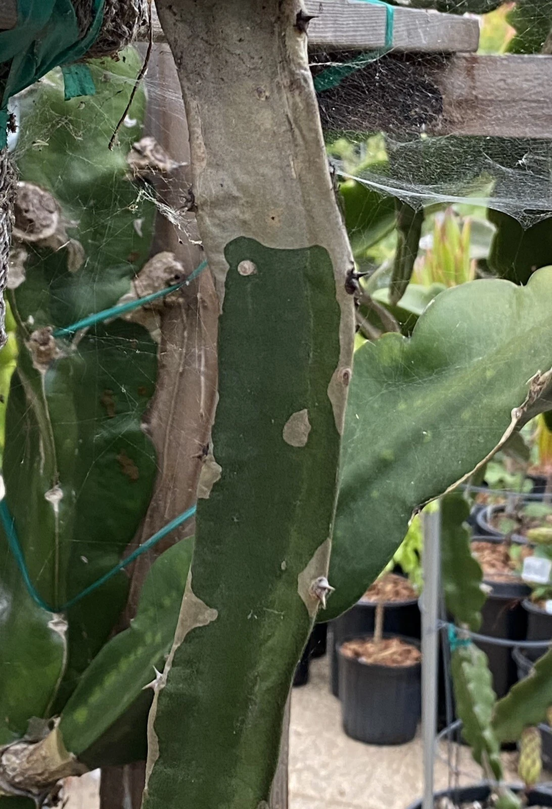Frankie’s Red Dragon Fruit Cuttings – 2 Mature Pitaya Cactus Clippings for Planting & Propagation – Hylocereus spp.