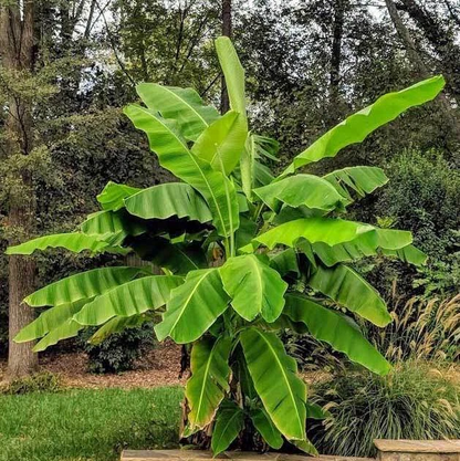 Basjoo Banana Tree Starter Plant – Small Rooted Musa basjoo Live Banana Plant, Cold Hardy Outdoor Tropical