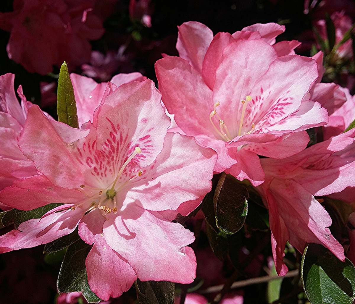 Pink and White Azalea Cuttings Set of 7 for Rooting or Grafting Rhododendron spp. Unrooted Flowering Ornamental Shrub