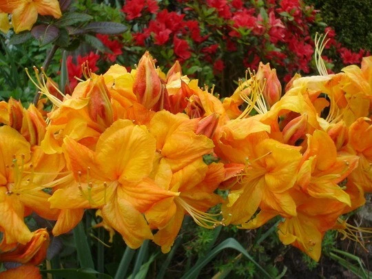 Azalea Starter Plant, Rhododendron sp., Deciduous, Yellow to Golden Orange Blooms