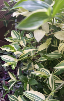 Cream Wandering Jew Cuttings – 5 Live Unrooted Tradescantia Fluminensis Variegata, Green and White Houseplant Cuttings