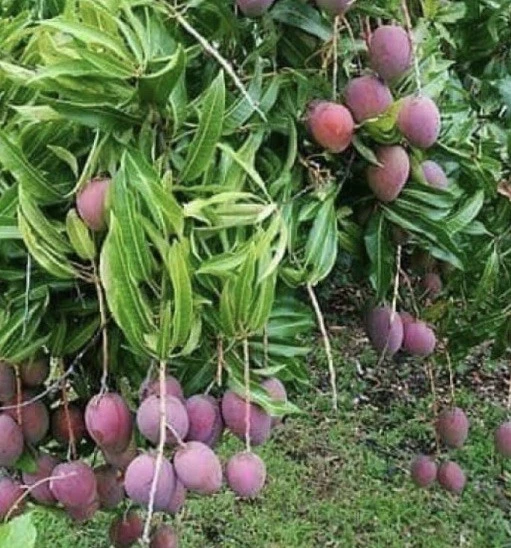 Purple Tommy Mango Scion Cuttings – 5 Fresh Grafting Wood for Mangifera indica Fruit Tree Propagation