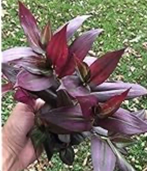 Red Gem Wandering Jew Cuttings – 7 Unrooted Tradescantia ‘Red Gem’ Indoor Houseplant Propagation