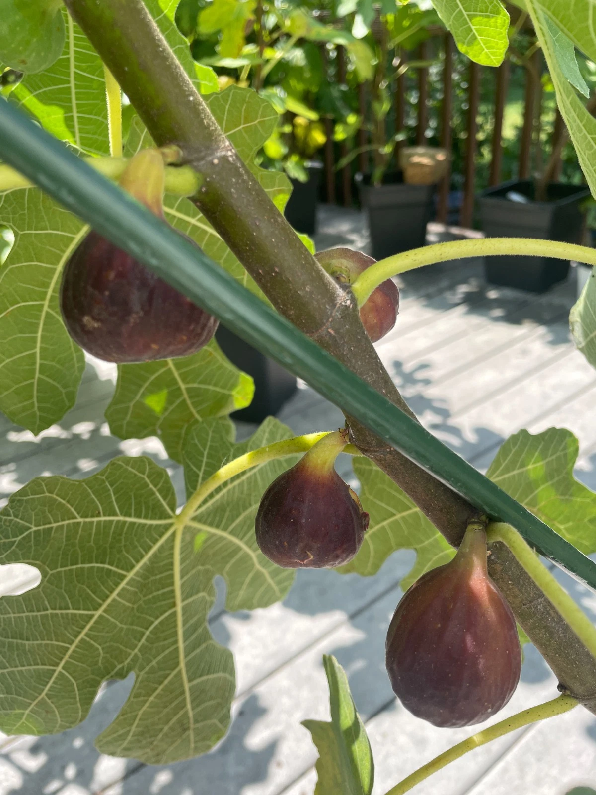 Unrooted Chicago Hardy Fig Cuttings – 8 Pieces for Rooting or Grafting, Ficus carica ‘Chicago Hardy’ Cold Hardy Variety