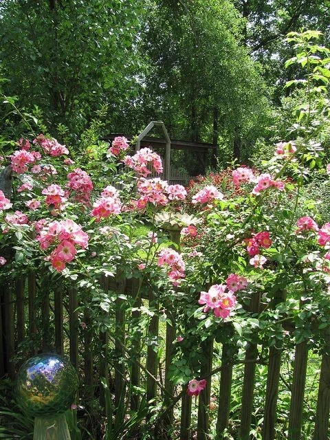 Southern Heirloom Climbing Rose Cuttings – 8 Unrooted Old-Fashioned Running Rose Plants Rosa spp.