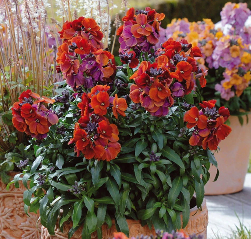 Wallflower Live Plant Starter – Winter Passion Erysimum ‘Winter Passion’ – 1–3 Inch Small Flowering Ornamental Plant